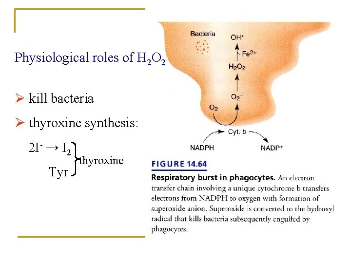 Physiological roles of H 2 O 2 Ø kill bacteria Ø thyroxine synthesis: 2