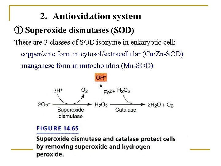 2. Antioxidation system ① Superoxide dismutases (SOD) There are 3 classes of SOD isozyme