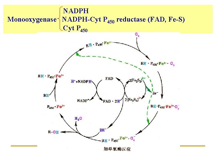  NADPH Monooxygenase NADPH-Cyt P 450 reductase (FAD, Fe-S) Cyt P 450 