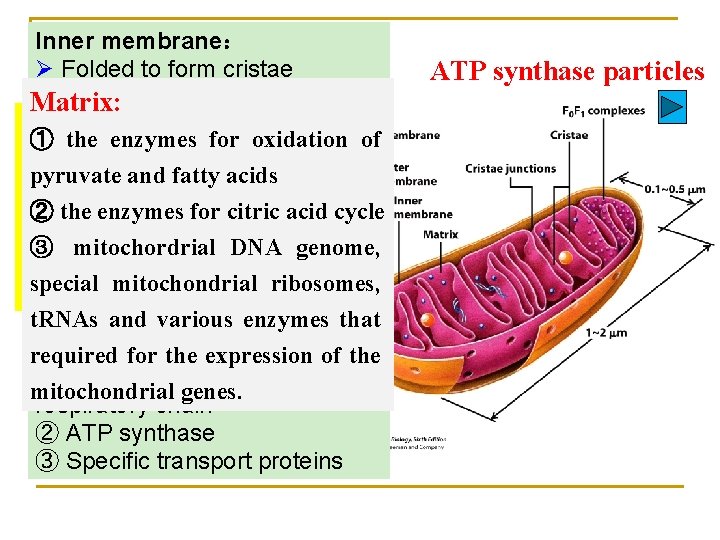 Inner membrane： Ø Folded to form cristae Ø Rich in cardiolipin, Matrix: Impermeable to