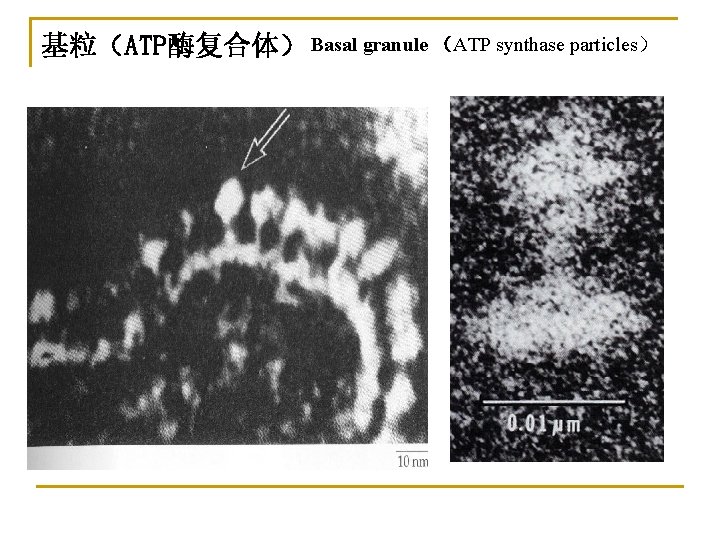 基粒（ATP酶复合体） Basal granule （ATP synthase particles） 