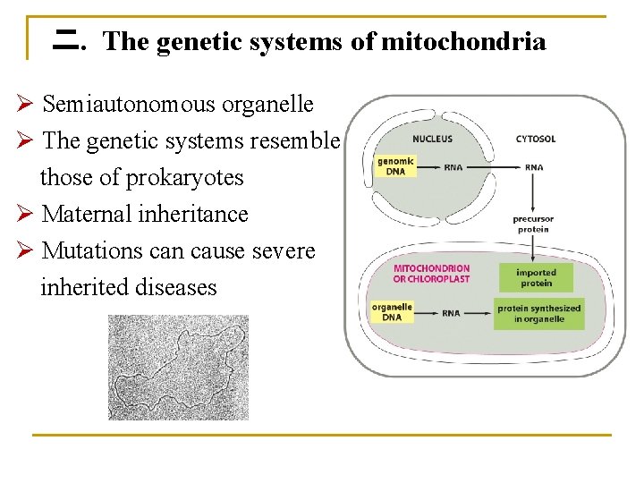 二. The genetic systems of mitochondria Ø Semiautonomous organelle Ø The genetic systems resemble