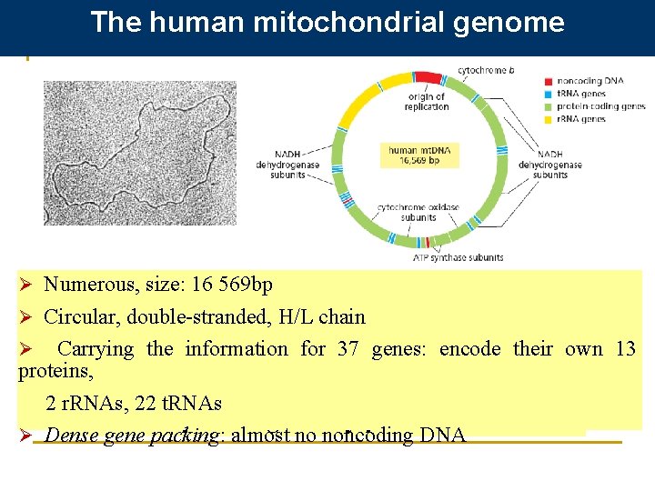 The human mitochondrial genome Ø Numerous, size: 16 569 bp Ø The mitochondrial DNA