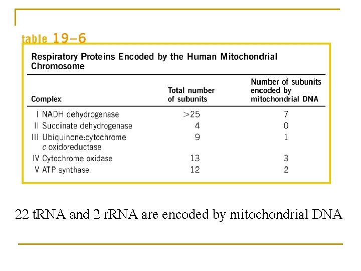 22 t. RNA and 2 r. RNA are encoded by mitochondrial DNA 