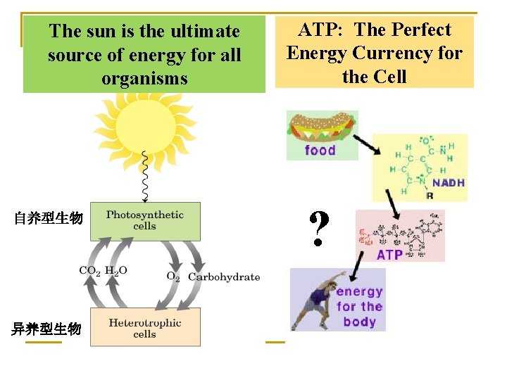 The sun is the ultimate source of energy for all organisms 自养型生物 异养型生物 ATP: