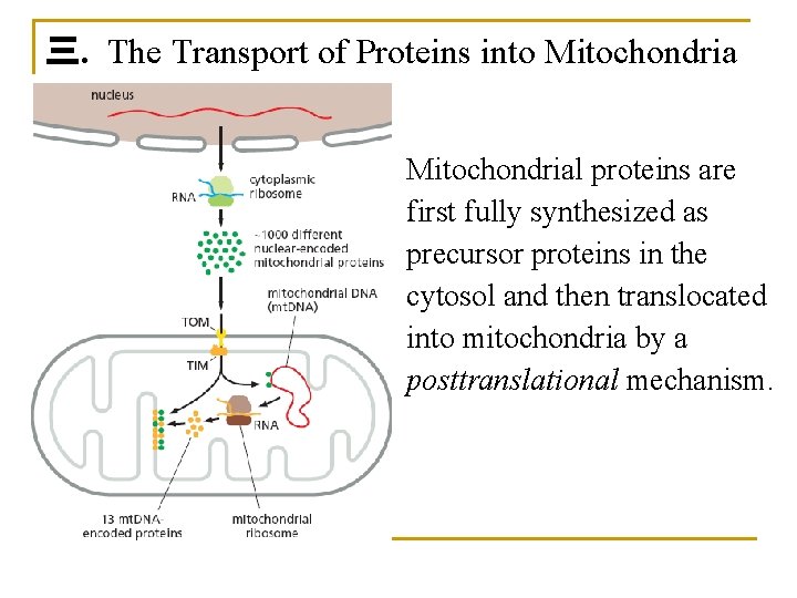 三. The Transport of Proteins into Mitochondrial proteins are first fully synthesized as precursor