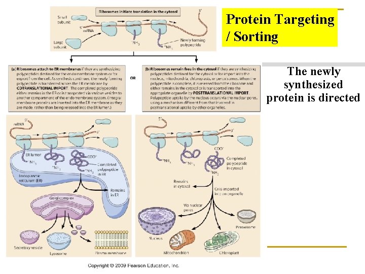 Protein Targeting / Sorting The newly synthesized protein is directed 