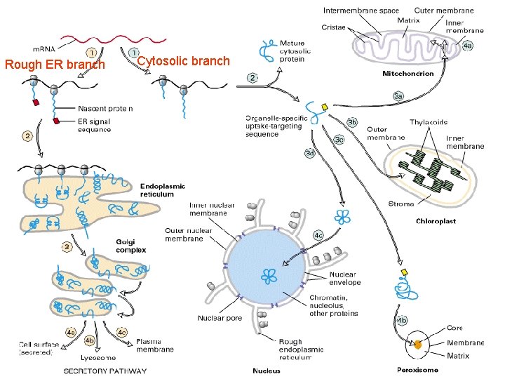 Rough ER branch Cytosolic branch 