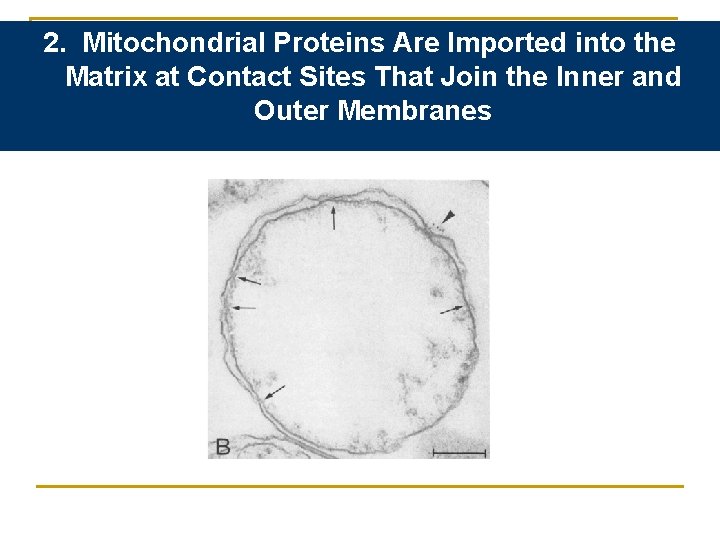 2. Mitochondrial Proteins Are Imported into the Matrix at Contact Sites That Join the