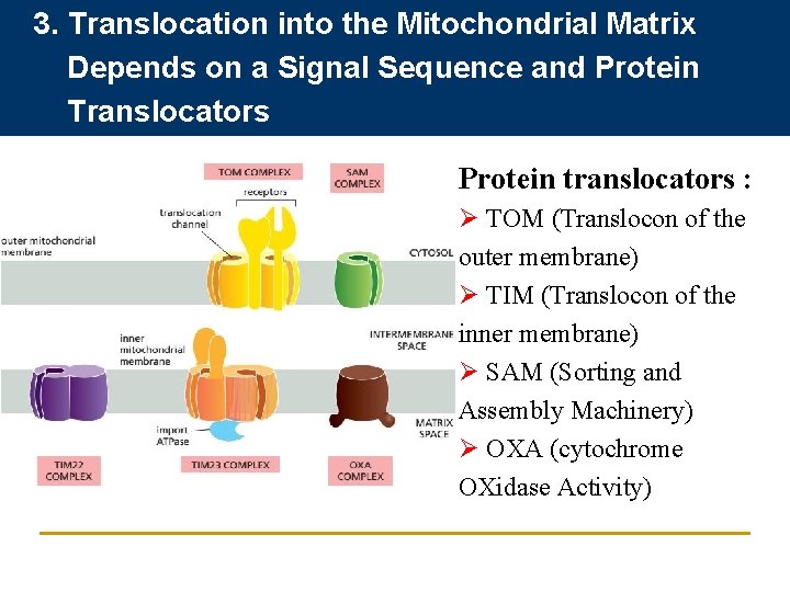 3. Translocation into the Mitochondrial Matrix Depends on a Signal Sequence and Protein Translocators