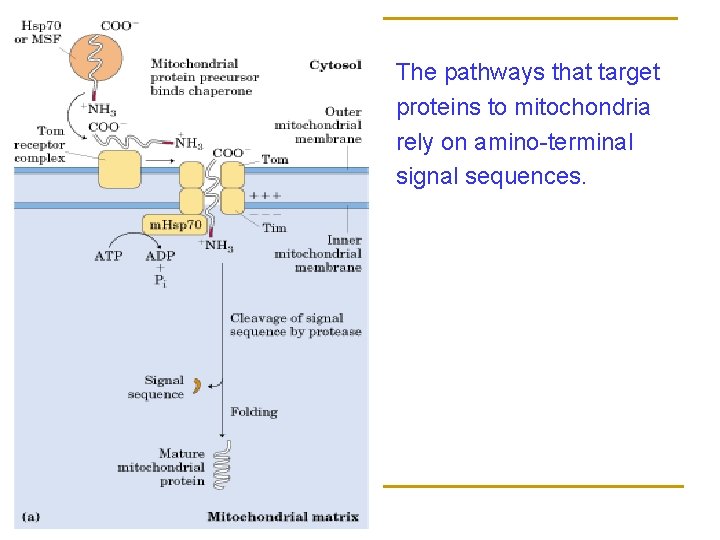 The pathways that target proteins to mitochondria rely on amino-terminal signal sequences. 