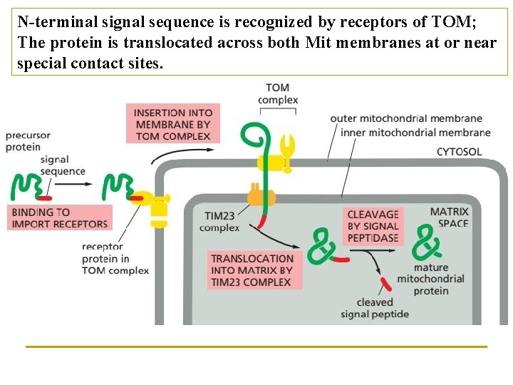 N-terminal signal sequence is recognized by receptors of TOM; The protein is translocated across