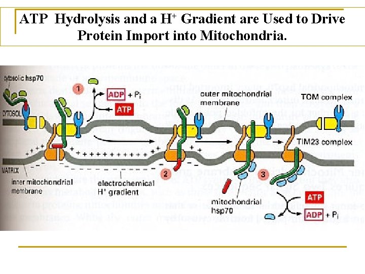 ATP Hydrolysis and a H+ Gradient are Used to Drive Protein Import into Mitochondria.