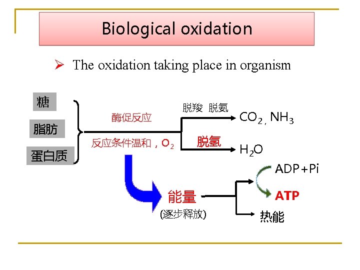 Biological oxidation Ø The oxidation taking place in organism 糖 脂肪 蛋白质 脱羧 脱氨
