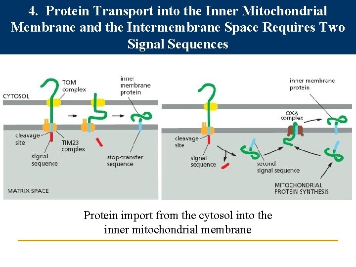 4. Protein Transport into the Inner Mitochondrial Membrane and the Intermembrane Space Requires Two