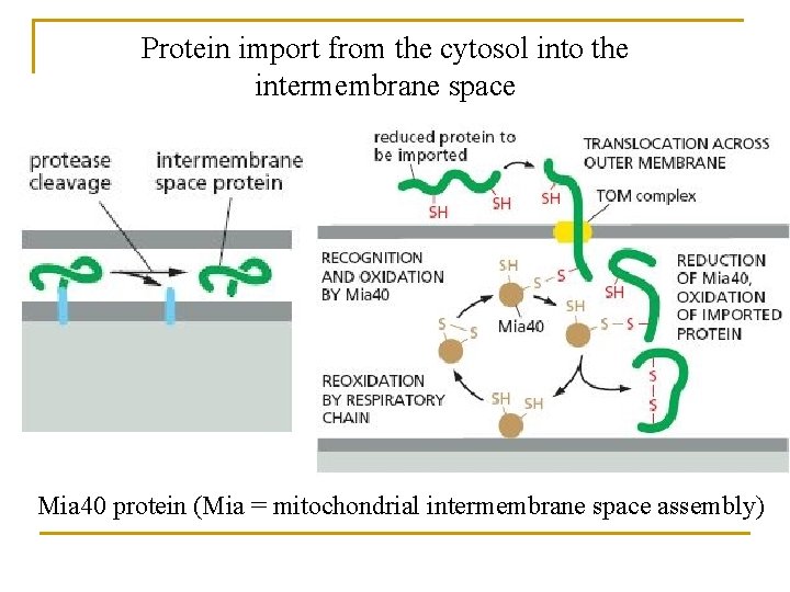 Protein import from the cytosol into the intermembrane space Mia 40 protein (Mia =