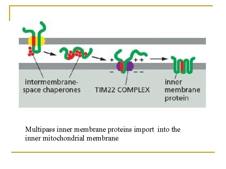 Multipass inner membrane proteins import into the inner mitochondrial membrane 