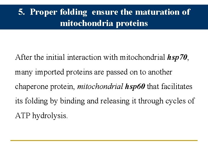5. Proper folding ensure the maturation of mitochondria proteins After the initial interaction with