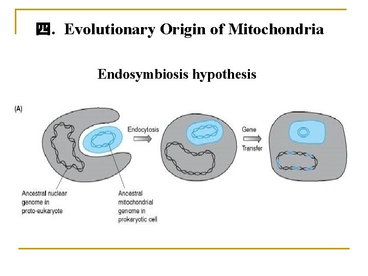 四. Evolutionary Origin of Mitochondria Endosymbiosis hypothesis 