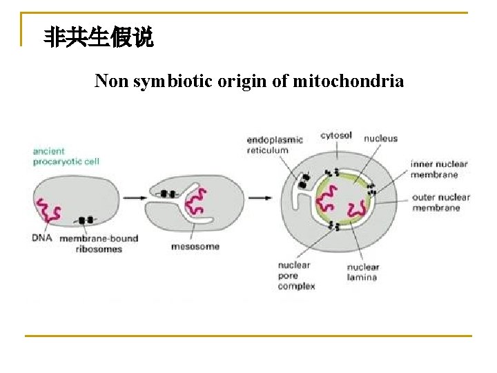 非共生假说 Non symbiotic origin of mitochondria 