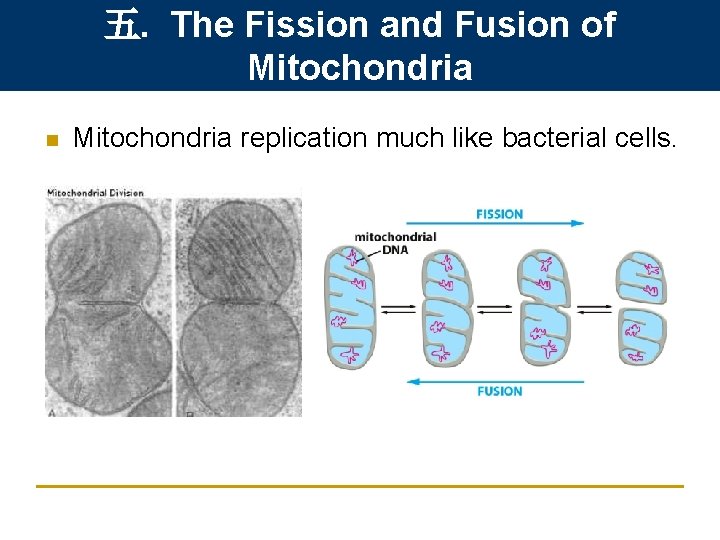 五. The Fission and Fusion of Mitochondria n Mitochondria replication much like bacterial cells.