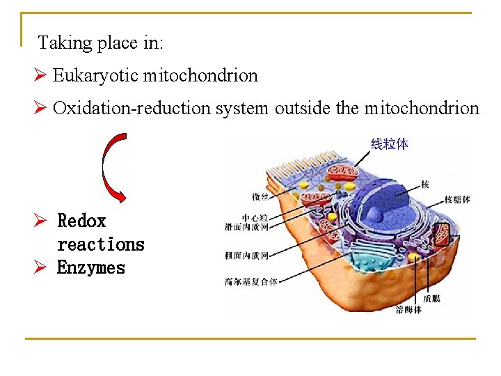  Taking place in: Ø Eukaryotic mitochondrion Ø Oxidation-reduction system outside the mitochondrion Ø