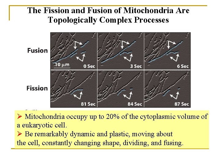 The Fission and Fusion of Mitochondria Are Topologically Complex Processes Ø Mitochondria occupy up