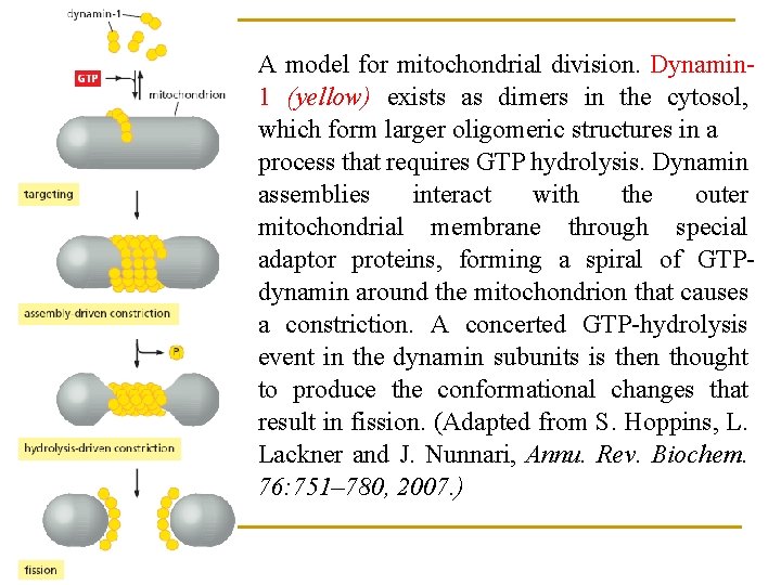 A model for mitochondrial division. Dynamin 1 (yellow) exists as dimers in the cytosol,