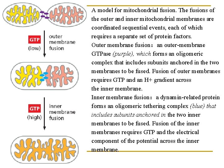 A model for mitochondrial fusion. The fusions of the outer and inner mitochondrial membranes