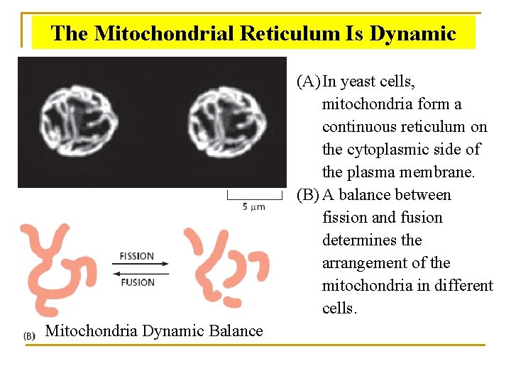 The Mitochondrial Reticulum Is Dynamic (A) In yeast cells, mitochondria form a continuous reticulum