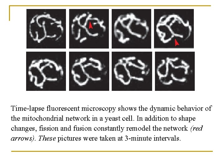 Time-lapse fluorescent microscopy shows the dynamic behavior of the mitochondrial network in a yeast