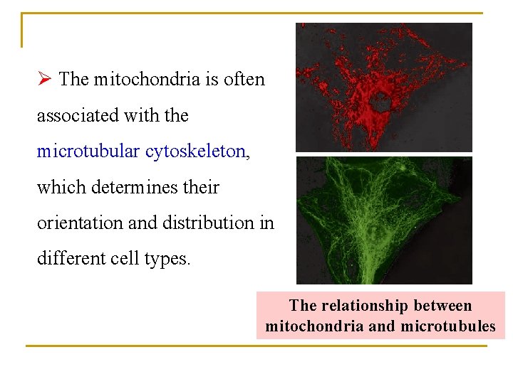 Ø The mitochondria is often associated with the microtubular cytoskeleton, which determines their orientation