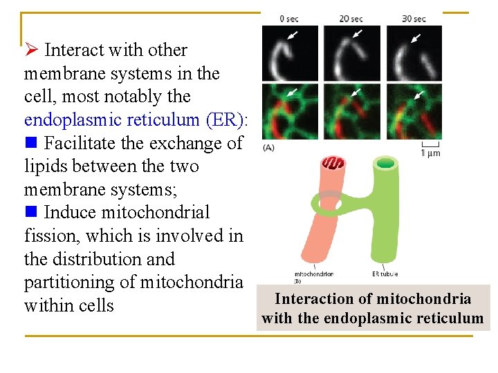 Ø Interact with other membrane systems in the cell, most notably the endoplasmic reticulum