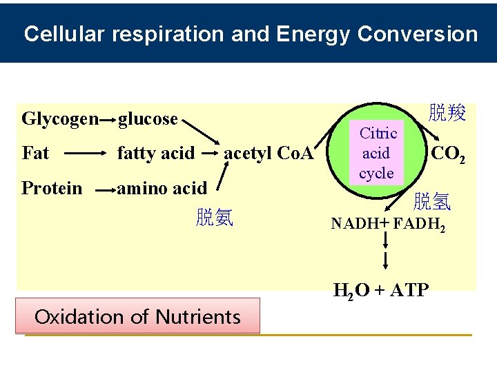 Cellular respiration and Energy Conversion 脱羧 Glycogen glucose Citric acid Fat fatty acid acetyl