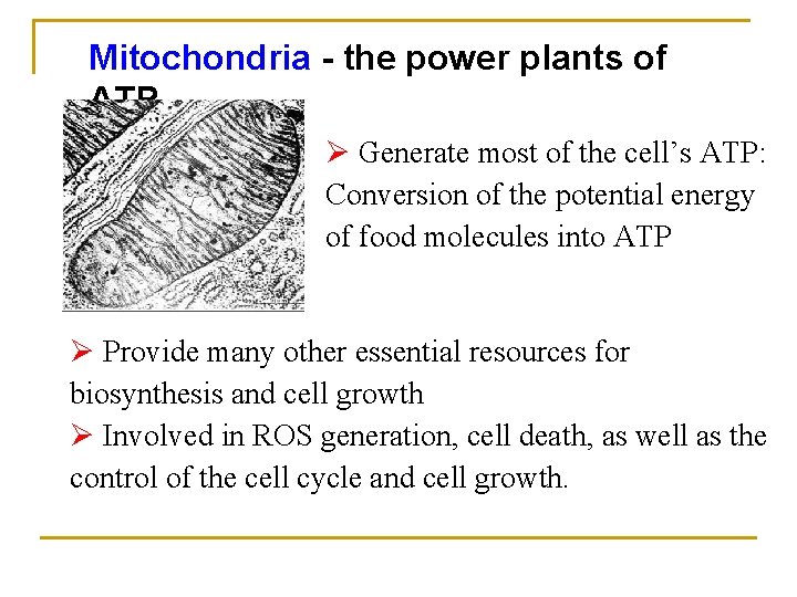 Mitochondria - the power plants of ATP Ø Generate most of the cell’s ATP: