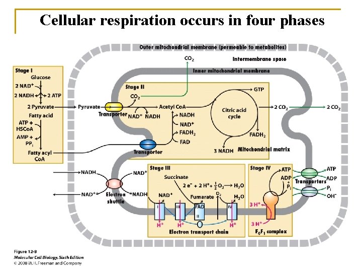 Cellular respiration occurs in four phases 