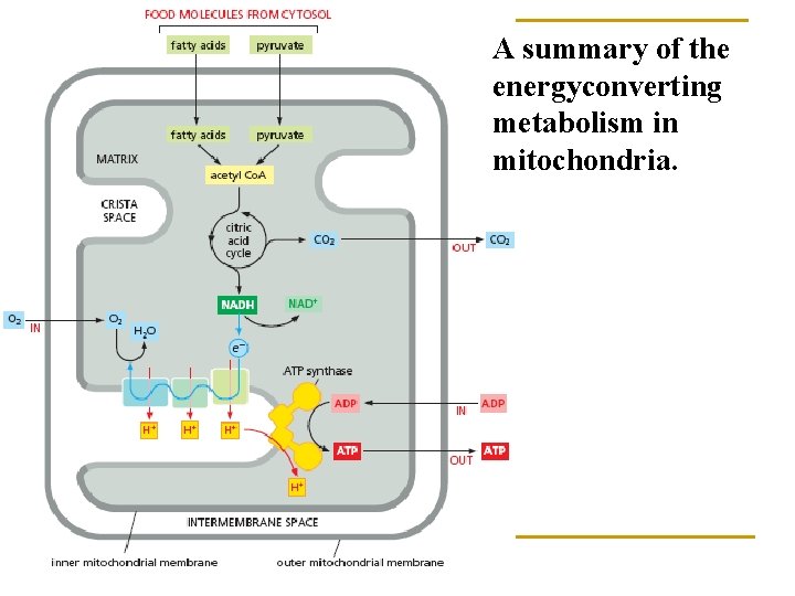 A summary of the energyconverting metabolism in mitochondria. 