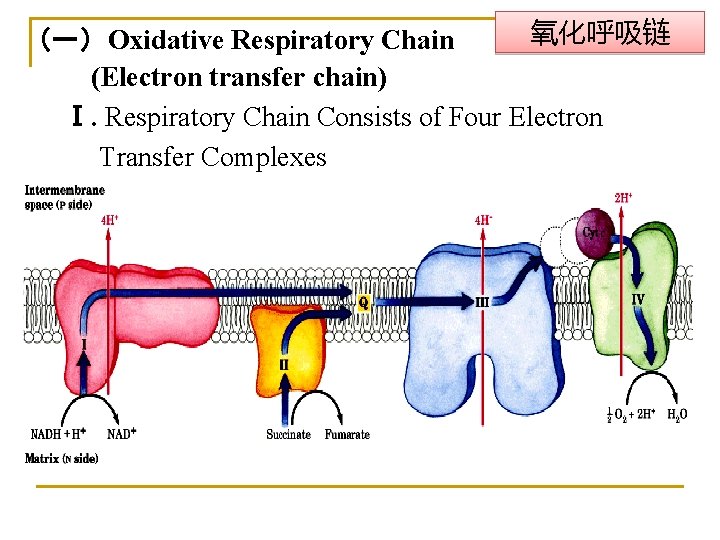 氧化呼吸链 （一）Oxidative Respiratory Chain (Electron transfer chain) Ⅰ. Respiratory Chain Consists of Four Electron