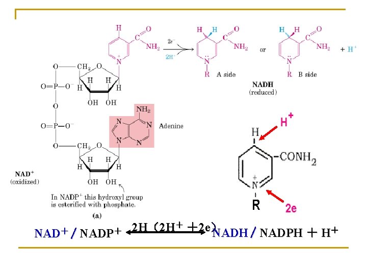 NAD＋ / NADP＋ 2 H（2 H＋ ＋2 e） NADH / NADPH ＋ H＋ 