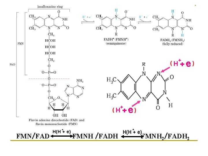 FMN/FAD FMNH /FADH FMNH 2/FADH 2 