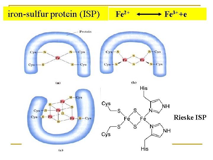  iron-sulfur protein (ISP) Fe 2+ Fe 3++e Rieske ISP 