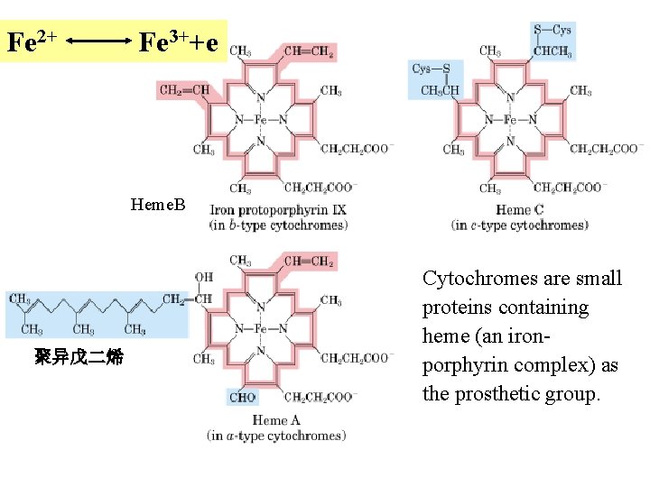 Fe 2+ Fe 3++e Heme. B 聚异戊二烯 Cytochromes are small proteins containing heme (an