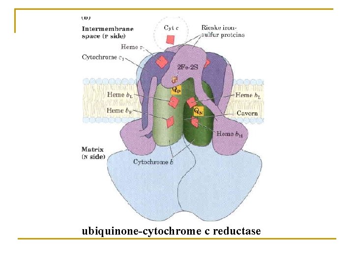 ubiquinone-cytochrome c reductase 