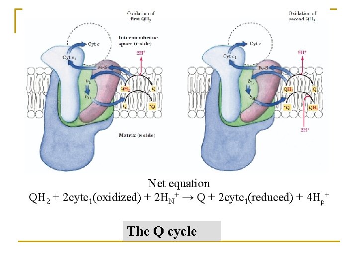 Net equation QH 2 + 2 cytc 1(oxidized) + 2 HN+ → Q +
