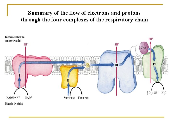 Summary of the flow of electrons and protons through the four complexes of the