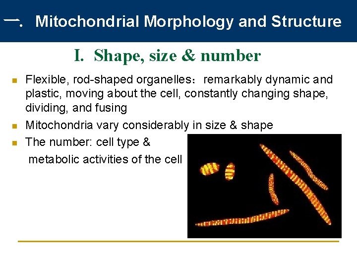 一. Mitochondrial Morphology and Structure I. Shape, size & number n n n Flexible,