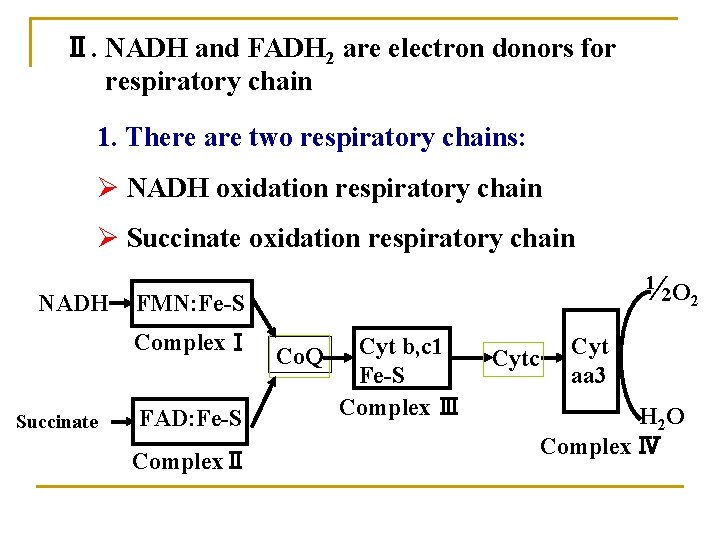 Ⅱ. NADH and FADH 2 are electron donors for respiratory chain 1. There are