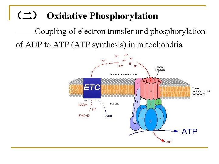 （二） Oxidative Phosphorylation —— Coupling of electron transfer and phosphorylation of ADP to ATP