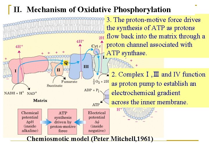 II. Mechanism of Oxidative Phosphorylation 3. The proton-motive force drives 1. Oxidative phosphorylation the