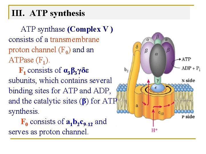 III. ATP synthesis ATP synthase (Complex V ) consists of a transmembrane proton channel